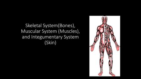 Organization and Homeostasis Homeostasis is the body’s way of maintaining proper balance; the body regulates temperature, energy, oxygen levels through.