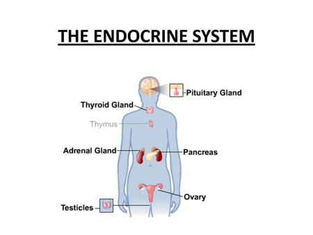 THE ENDOCRINE SYSTEM.