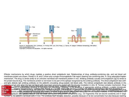 Effector mechanisms by which drugs mediate a positive direct antiglobulin test. Relationships of drug, antibody-combining site, and red blood cell membrane.