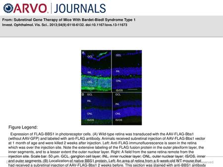 Invest. Ophthalmol. Vis. Sci ;54(9): doi: /iovs Figure Legend: