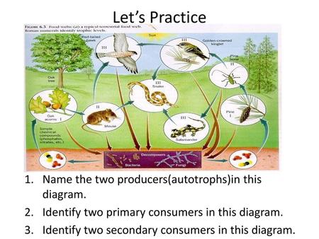 Let’s Practice Name the two producers(autotrophs)in this diagram.