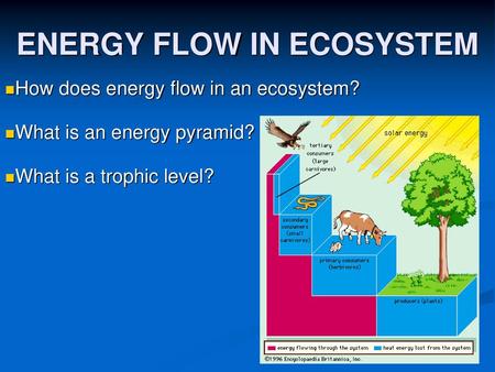 ENERGY FLOW IN ECOSYSTEM