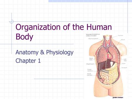 Organization of the Human Body