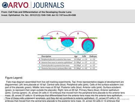 From: Cell Fate and Differentiation of the Developing Ocular Lens