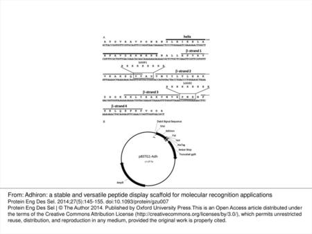 Fig. 1. Adhiron coding region and phagemid vector