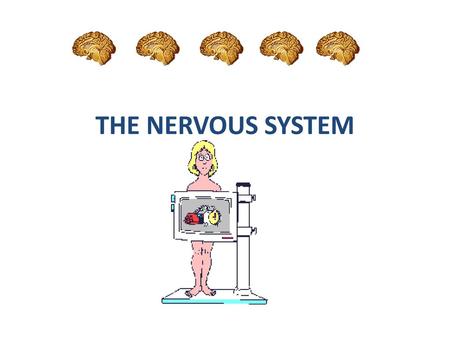 THE NERVOUS SYSTEM.