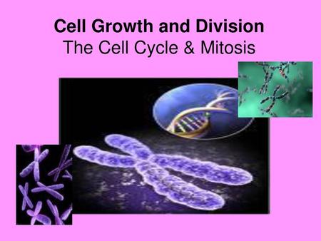 Cell Growth and Division The Cell Cycle & Mitosis