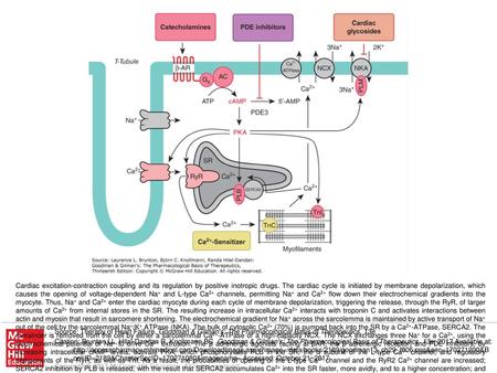 Cardiac excitation-contraction coupling and its regulation by positive inotropic drugs. The cardiac cycle is initiated by membrane depolarization, which.