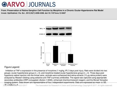 From: Preservation of Retina Ganglion Cell Function by Morphine in a Chronic Ocular-Hypertensive Rat Model Invest. Ophthalmol. Vis. Sci.. 2012;53(7):4289-4298.