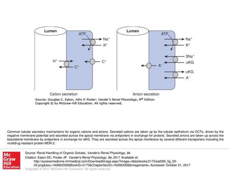 Common tubular secretory mechanisms for organic cations and anions