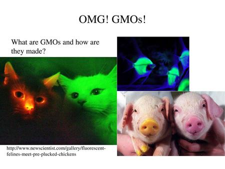 OMG! GMOs! What are GMOs and how are they made?