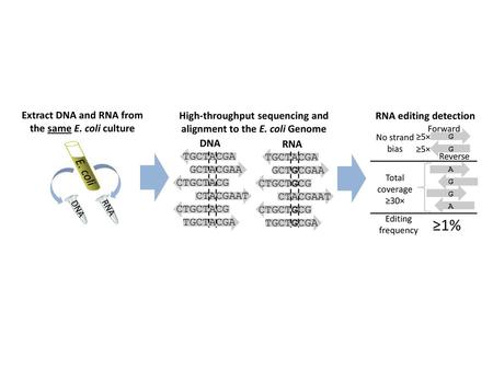 Extract DNA and RNA from the same E. coli culture