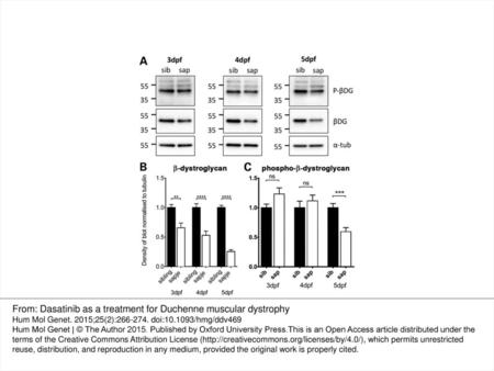 From: Dasatinib as a treatment for Duchenne muscular dystrophy