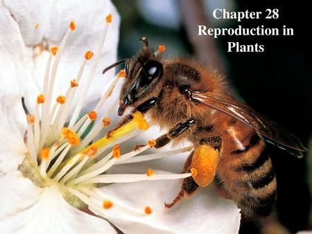 Chapter 28 Reproduction in Plants