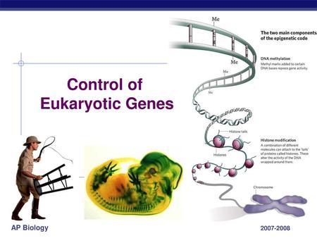 Control of Eukaryotic Genes