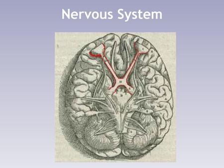 Nervous System.