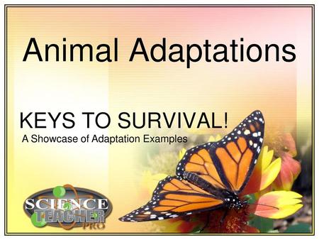 Animal Adaptations KEYS TO SURVIVAL! A Showcase of Adaptation Examples.