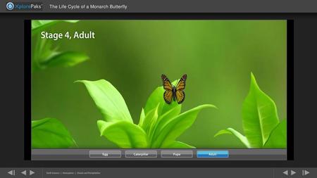 The Life Cycle of a Monarch Butterfly