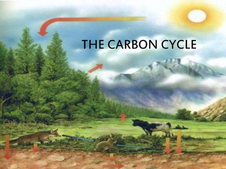 THE CARBON CYCLE.