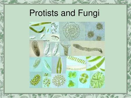 Protists and Fungi.