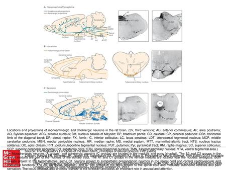 E. Dopaminergic neurons are located in the midbrain and hypothalamus