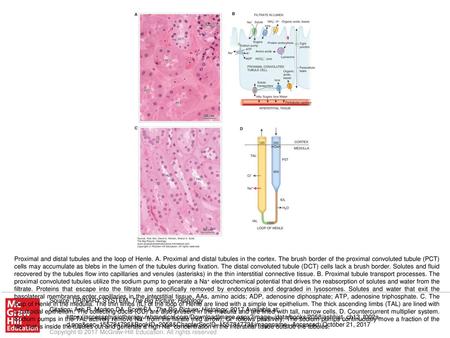 Proximal and distal tubules and the loop of Henle. A