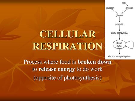 CELLULAR RESPIRATION Process where food is broken down to release energy to do work (opposite of photosynthesis)