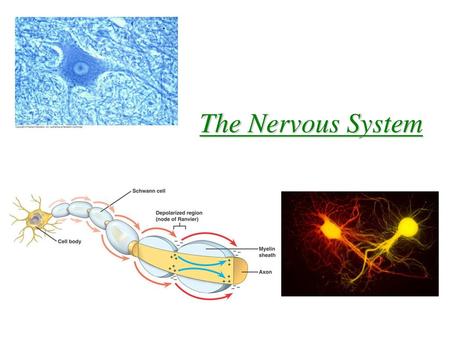 The Nervous System.