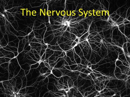 The Nervous System.