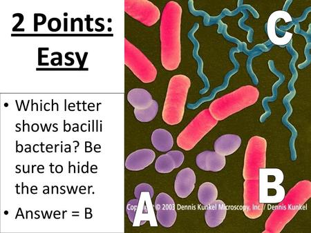 2 Points: Easy C Which letter shows bacilli bacteria? Be sure to hide the answer. Answer = B B A.