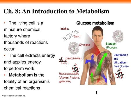 Ch. 8: An Introduction to Metabolism