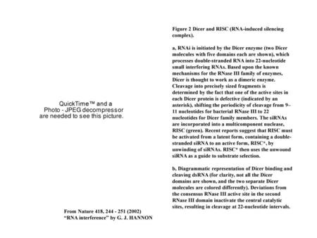 Figure 2 Dicer and RISC (RNA-induced silencing complex).