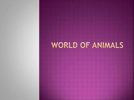 World of animals.