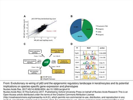 Figure 1. Annotation and characterization of genomic target of p63 in mouse keratinocytes (MK) based on ChIP-Seq. (A) Scatterplot representing high degree.