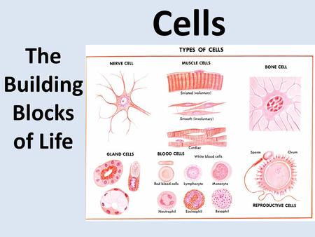 The Building Blocks of Life