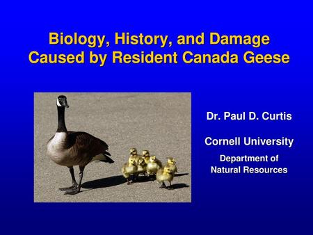 Biology, History, and Damage Caused by Resident Canada Geese