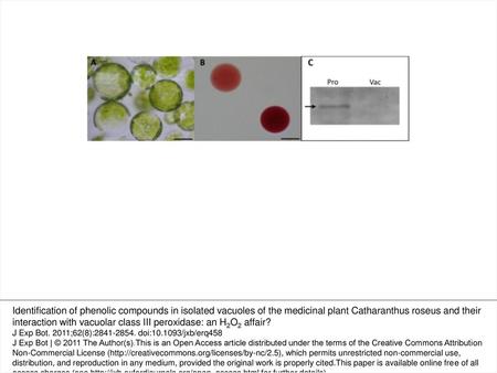 Fig. 1. Optical microscopy images of protoplasts and vacuoles isolated from C. roseus leaves. Protoplast fraction (A), vacuole fraction (B), and Western.