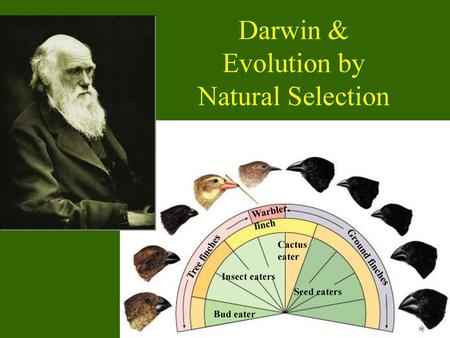 Darwin & Evolution by Natural Selection