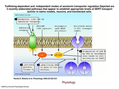 Trafficking-dependent and -independent modes of serotonin transporter regulation Depicted are 2 recently elaborated pathways that appear to establish appropriate.