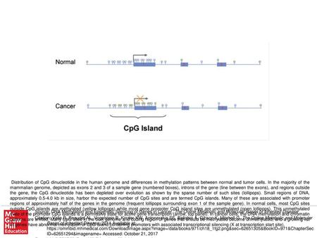 Distribution of CpG dinucleotide in the human genome and differences in methylation patterns between normal and tumor cells. In the majority of the mammalian.