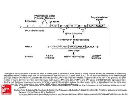 Prototypical eukaryotic gene