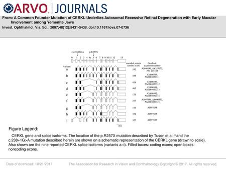 From: A Common Founder Mutation of CERKL Underlies Autosomal Recessive Retinal Degeneration with Early Macular Involvement among Yemenite Jews Invest.