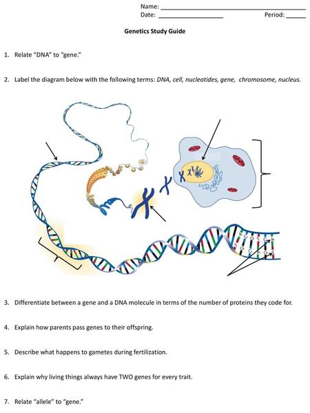 Name: Date:  			Period: Genetics Study Guide Relate “DNA” to “gene.”