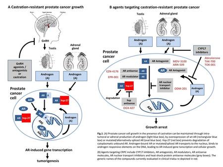 ARE ARE Prostate cancer cell Prostate cancer cell