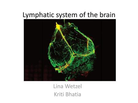 Lymphatic system of the brain