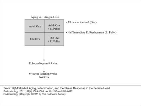 Fig. 1. Timeline: Adult (6-month-old) and old (22-month-old) rats were ovariectomized. Half of the animals received immediate E2 replacement.