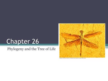 Phylogeny and the Tree of Life