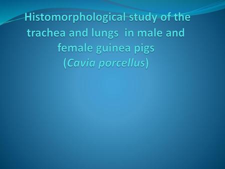 Introduction The domestic guinea pig Cavia porcellus (also Known as the cavy or cuy ),is a small ,stocky, tailless rodent commonly used in biomedical research.