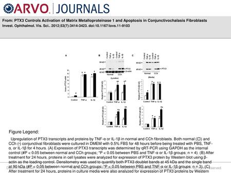 From: PTX3 Controls Activation of Matrix Metalloproteinase 1 and Apoptosis in Conjunctivochalasis Fibroblasts Invest. Ophthalmol. Vis. Sci.. 2012;53(7):3414-3423.