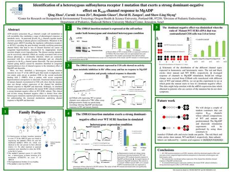 Identification of a heterozygous sulfonylurea receptor 1 mutation that exerts a strong dominant-negative effect on KATP channel response to MgADP Qing.